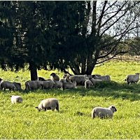 Овцы. :: Валерия Комова Овцы. :: Валерия Комова