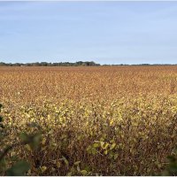 Осеннее поле. :: Валерия Комова