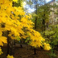 Осень :: Елена Семигина Осень :: Елена Семигина