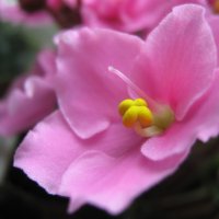 Фиалка :: Елена Семигина Фиалка :: Елена Семигина