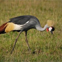 Венценосный :: Ирина С