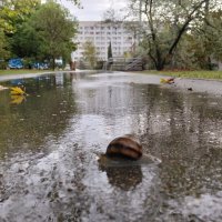 Улитка :: Giant Tao /