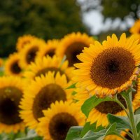 Солнышки... :: Николай Гирш