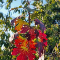 Солнечный осенний день :: Наталья 