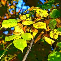 ОСЕНЬ :: Юрий Владимирович 34 ОСЕНЬ :: Юрий Владимирович 34