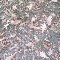 Желуди :: Андрей Хлопонин