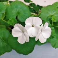 Красивые :: Андрей Хлопонин