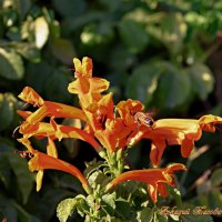 Сентябрь в Израиле :: Аркадий Басович