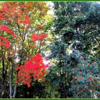 Осень царствует в природе :: Ольга Довженко Осень царствует в природе :: Ольга Довженко