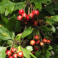 Боярышник :: Freddy 97