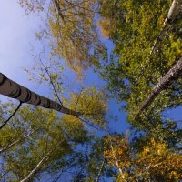 Среди берез :: светлана льдокова