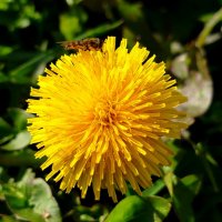 Одуванчик в октябре :: светлана льдокова