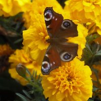 ** :: Зоя Мишина