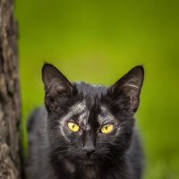 Котёнок :: Alex Bush Котёнок :: Alex Bush