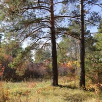 Лесная полянка :: Мишель71 