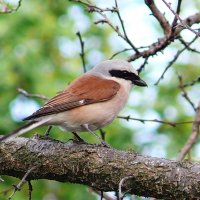 Сорокопут жулан :: Елена Елена