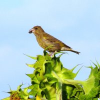 Похититель семечек :: Елена Елена