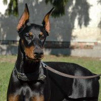 ... :: Елена Пономарева