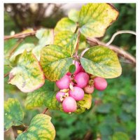 *** :: Татьяна Осипова(Deni2048)