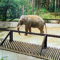 *** :: Роланд Дубровский