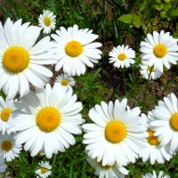 Ромашки :: Наталья 