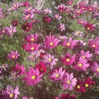 Космея :: Pippa Космея :: Pippa