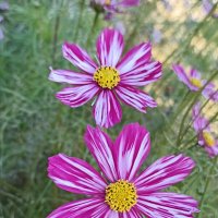 Космея :: Pippa 