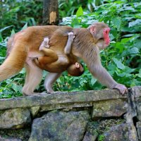 встречи в горных лесах Китая :: Andrey Bragin встречи в горных лесах Китая :: Andrey Bragin