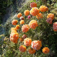 Бархатцы на снегу :) :: Анна Воробьева