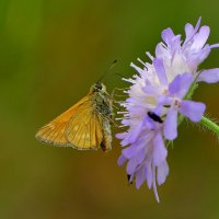 опять про бабочек 27 :: Александр Прокудин
