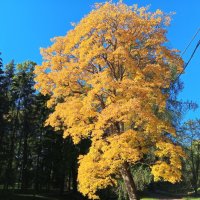 Осень :: Сапсан 