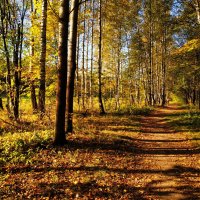 Октябрь уж наступил (Пушкин опять оказался прав) :: Андрей Лукьянов