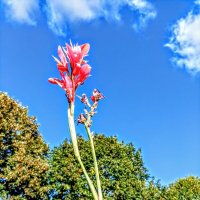 Канна :: Veera V Канна :: Veera V