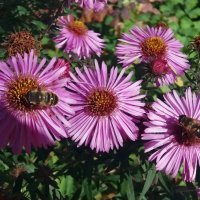 Первый день октября :: Galina Solovova Первый день октября :: Galina Solovova