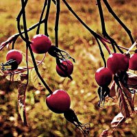 Сентябрь...Витаминные капсулы! :: Владимир Сентябрь...Витаминные капсулы! :: Владимир