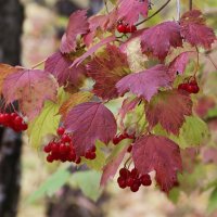 Калина вызрела :: Любовь Сахарова