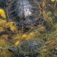 Красноухая черепаха :: Игорь Сикорский