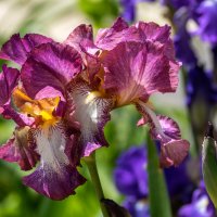 Ирис :: Игорь Сикорский