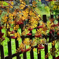 Осенний этюд. :: Владимир Мигонькин