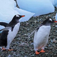 Антарктический пингвин :: Aleksey Afonin