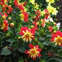 Красота в саду :: Людмила Смородинская