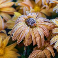 Картинка из первооктябрьского утра. :: Анатолий. Chesnavik.