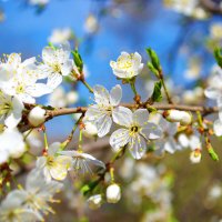 Цветущая черемуха :: Александр Лычагин
