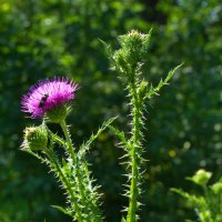 Чертополох :: Александр Лычагин