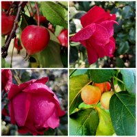 Цвет октября :: Любимова Ольга 