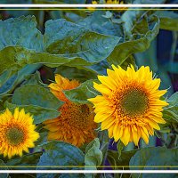 Подсолнушки :: Владимир Кроливец