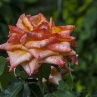 Сибирская  императрица :: Валентин Семчишин