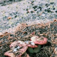 Семейка сыроежек :: Георгиевич 