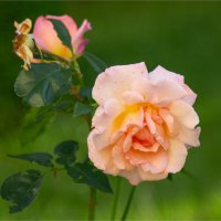 Про жизнь розы... :: Ирина С