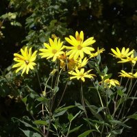 Топинамбур :: Рита Симонова Топинамбур :: Рита Симонова